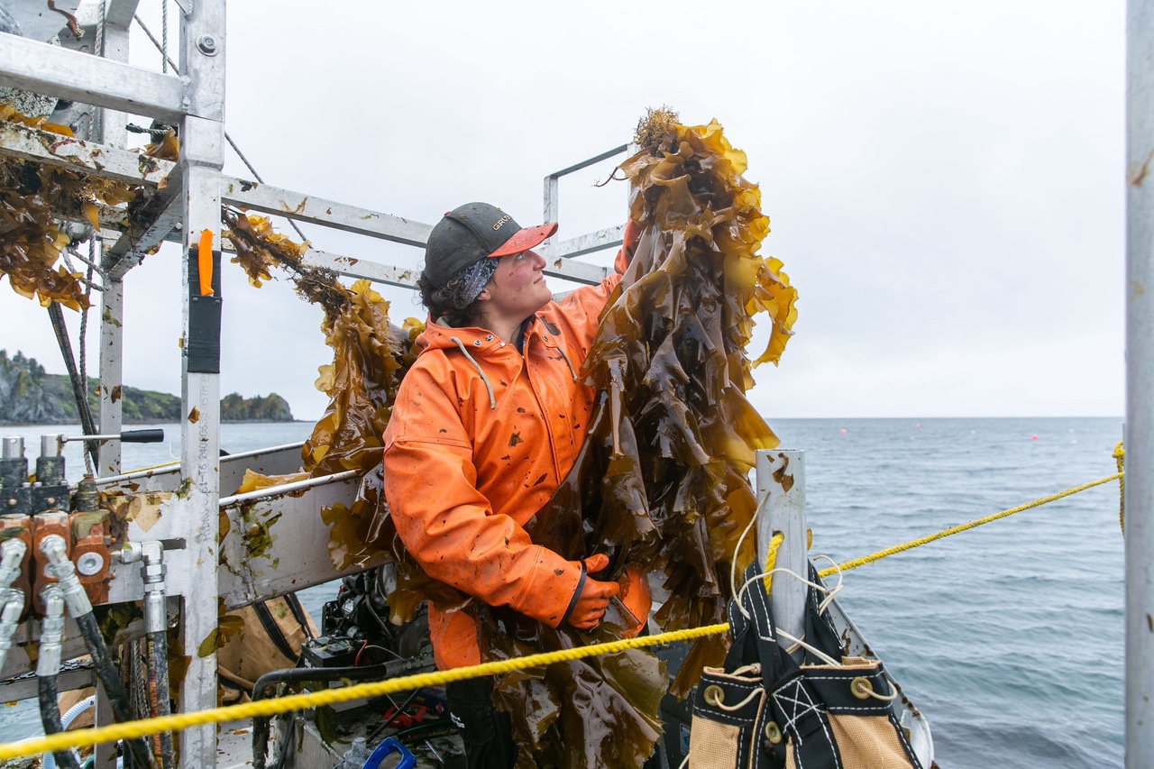 A Blue Evolution employee pulls seaweed out of the water.